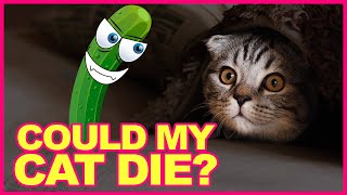 🙀Why do CATS get SCARED by CUCUMBERS?😿👎 Is this DANGEROUS for my CAT?☠️ by Cat Universe 53 views 5 years ago 4 minutes, 13 seconds