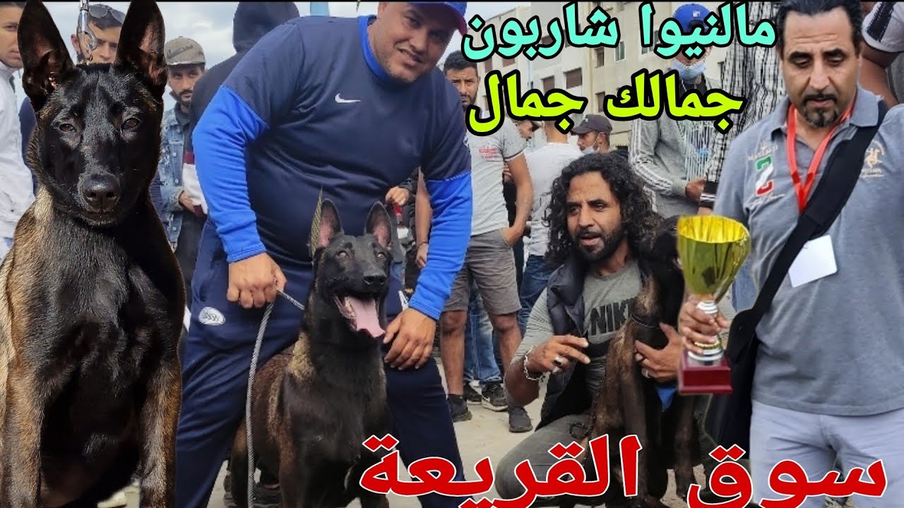 مباشرة من قلب سوق القريعة بالدار البيضاء 🇲🇦🇲🇦يوم الأحد 3/12/2023 مع باعة جميع انواع الكلاب ومالنيوا👌