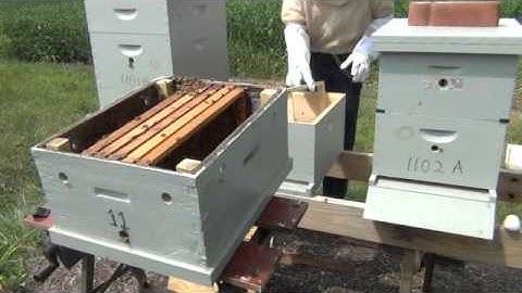 Hiving a Trapped Swarm from a Bait Hive into a Langstroth Hive ~ Part 1 of 2