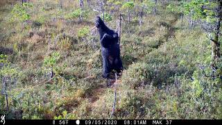 Kampnich camera traps: Bear with tapeworm