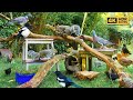 Vido pour chat  oiseaux et cureuils dans le jardin  oiseaux pour les chats