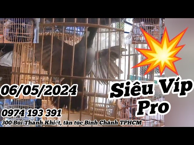 06/05/2024 Lên Tiếp Lô Chim Hót Múa 5 Em Ok. mời Các Bác cùng kết nối. 0974 193 391 class=