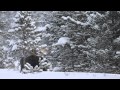 Winter in the Park: Yellowstone Winter Wildlife and Scenery, 2012-13