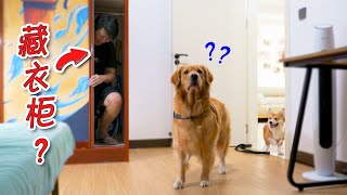 The owner is strangely missing at home, and the Golden Retriever is in a hurry