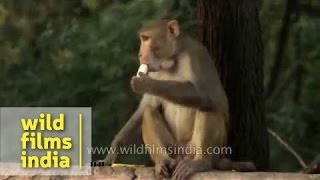 Macaque eating bananas