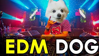 EDM DOG