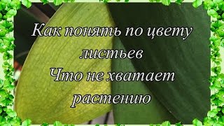 видео Почему у орхидеи краснеют листья?