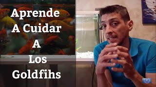 🔵 Guía Para Cuidar A Los Peces Goldfish O Peces De Agua Fría  Japoneses (Acuarios MB)