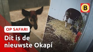 UNIEK! Okapi GEBOREN in Beekse Bergen | Op Safari