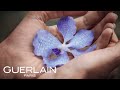 GUERLAIN | Orchidée Impériale: The Orchidarium