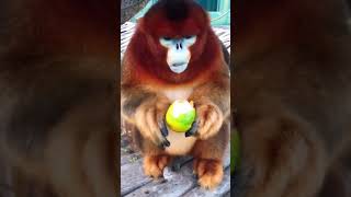 Golden monkey eating orange
