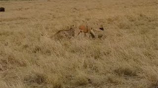 Hyena Catches A Cheetah Catching An Impala