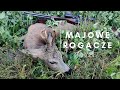 Polowanie na majowe rogacze // Roebuck hunting in may // 2020