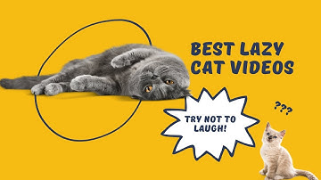 The Secret Life Of The Lazy Cat | Lazy Cat Taking A Nap