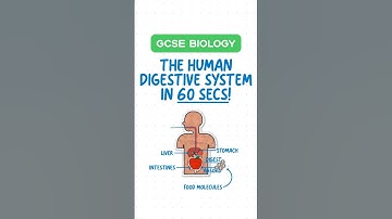 GCSE Biology - The Human Digestive System in 60 Seconds! ⏱️