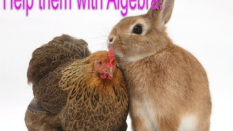 Algebra helps with the Chicken-Rabbit problem!
