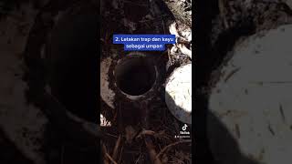 Download Lagu Cara membasmi rayap dengan metode umpan (baiting). MP3