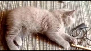 Британский котенок и его мама. Британский котенок и его мама.
