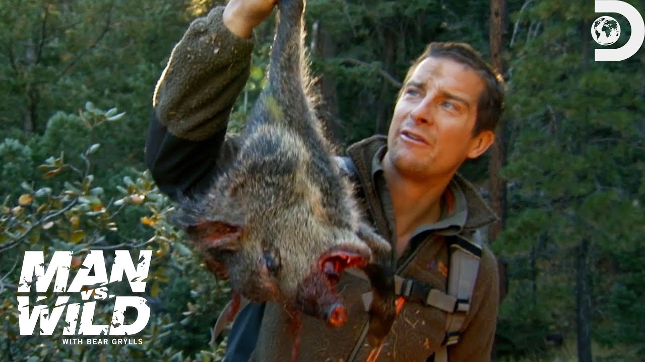 Bear Grylls' Intense Encounter: Wild Pig Hunt Unveiled in "Man Vs. Wild"!