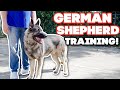 TRAINING A GIANT POWERFUL GERMAN SHEPHERD!