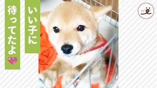 ママが帰って来た❗️ 嬉しすぎてお耳が下がっちゃうワンコ🐶💕 【PECO TV】 いくがきいもこ 検索動画24 ママが帰って来た❗️ 嬉しすぎてお耳が下がっちゃうワンコ🐶💕 【PECO TV】 いくがきいもこ 検索動画 24