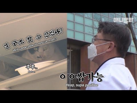 밀실 고양이 미스터리 [그 고영희가 알고싶다]ㅣCat Trapped In All-Blocked Building <strong>Ceiling</strong>
