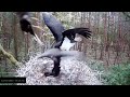 Bociany Czarne Online 2022 / Goshawk attack to the Stork chicks / speed 0.1 slomo July 23 2022