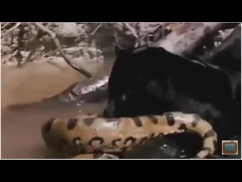 Anaconda vs Jaguar fight | Python vs Leopard - YouTube