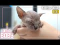 👼Meet A 30 Days Old Sphynx Cat 👼 l I&#39;m A Baby Ep. 01