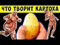 А что Будет, если Есть Картошку Каждый день?