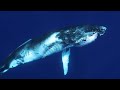 Diving With Humpback Whales in Tonga with Jono Allen