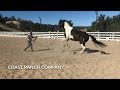 Horse Charges and Rears - Solving the Problem