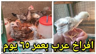 تربية دجاج العرب (الدجاج البلدي) افراخ العرب بعمر ٦٥ يوم بستانالبيروتي  ياهو سوينا عليها مسابقة ؟؟