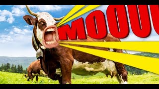 Funny talking cows video | Moo screenshot 3