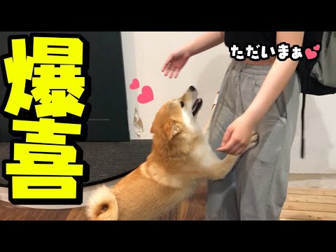 大好きな娘との再会で喜びが爆発する柴犬！