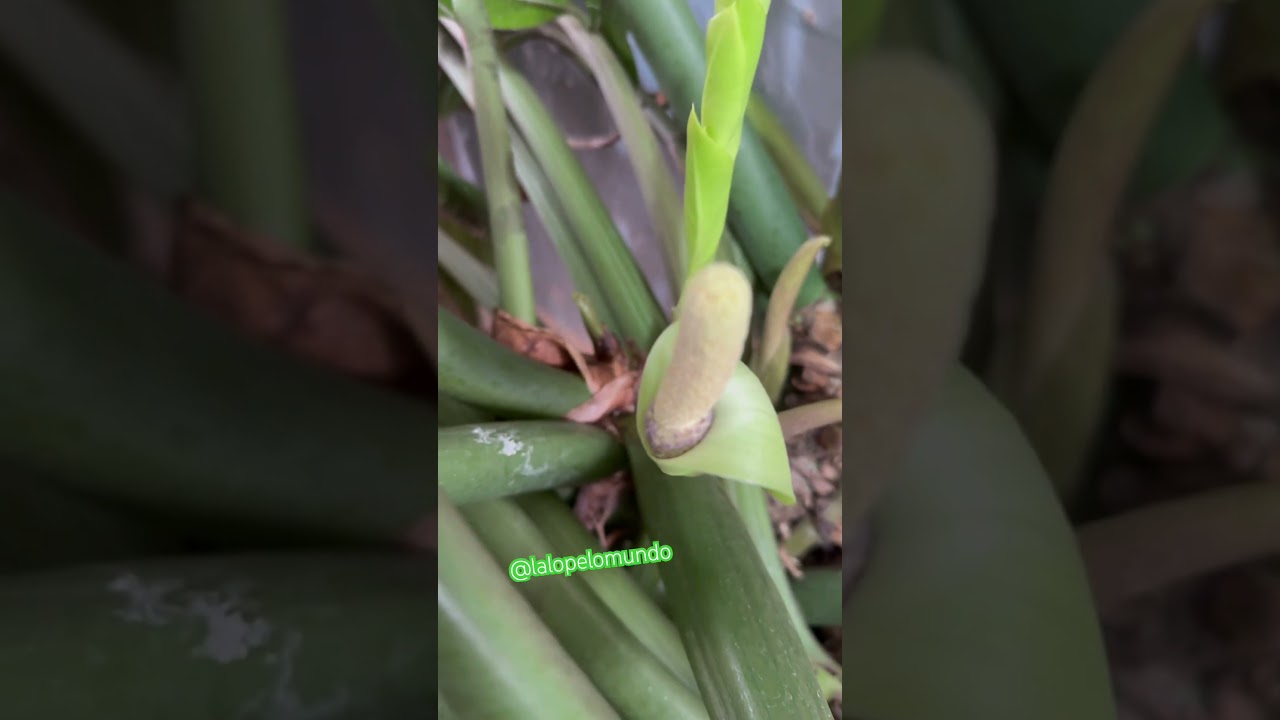 MY ZZ PLANT BLOOMED!!🍀#zzplant #botanicalgarden - YouTube