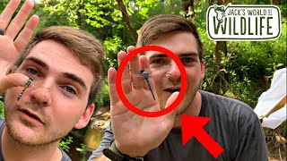 CATCHING HUGE DRAGONFLIES!