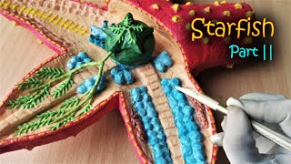 Digestive System of Starfish Model | DIY Project