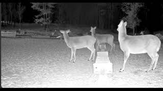 Owl attacks Deer by Brownville's Food Pantry For Deer 73,077 views 3 months ago 17 seconds