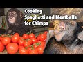 Cooking Top Secret Recipe Spaghetti and Meatballs for Chimps | Chimp Dinner Live