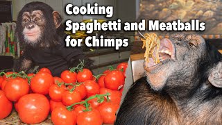 Cooking Top Secret Recipe Spaghetti and Meatballs for Chimps | Chimp Dinner Live