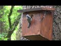 Bluetit nest box update - 1st June 2018