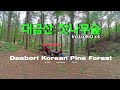 산꾼들에게 널리 알려진 대금산 대보리 잣나무숲 비박 / 인스타360 액션캠