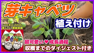 【芽キャベツ】植え付け編（超かわいい成長変化と収穫までの「ダイジェスト」付き）マロ夫とマロの楽しい家庭菜園／貸し農園