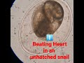 Can you see the heartbeat in this snail still growing in its egg