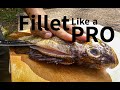 How to Sharpen Knives and PROPERLY Fillet Fish for BEST RESULT!!