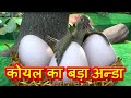 Moral Stories in Hindi - Koel's Big Egg