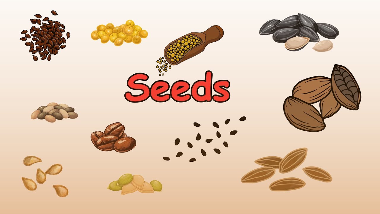 Seeds Vocabulary - Seeds name In English With Pictures -English Today