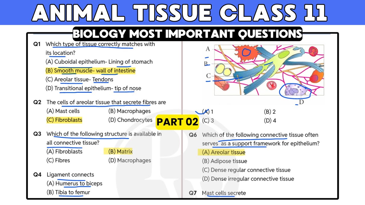 🚀 Animal Tissue MCQ for NEET | Biology MCQ 2026 | NEET 2026 MCQ | Class 11 Biology MCQ | Verma Study