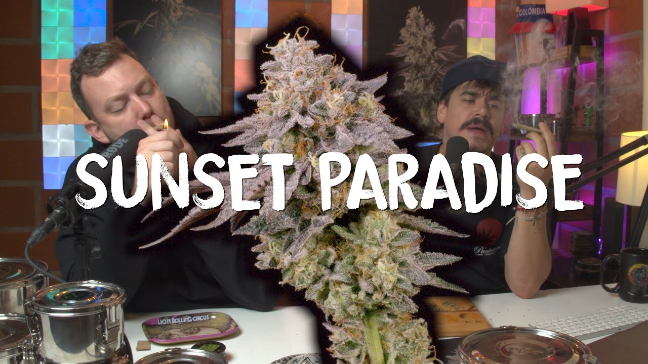 Post Harvest Analysis of the Sunset Paradise by Paradise Seeds